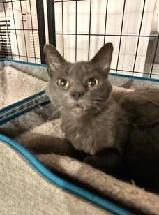 Frisky, Adoptable, Senior Female Domestic Short Hair.