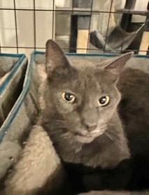 Enlarge Frisky, a Adoptable Domestic Short Hair in Huntington, NY image 2/2