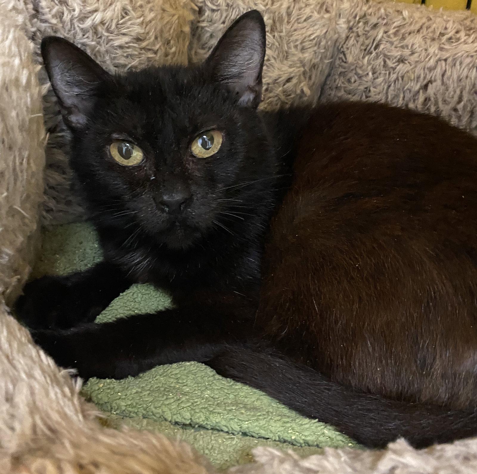 Breakfast, Adopted, Adult Female Domestic Short Hair.