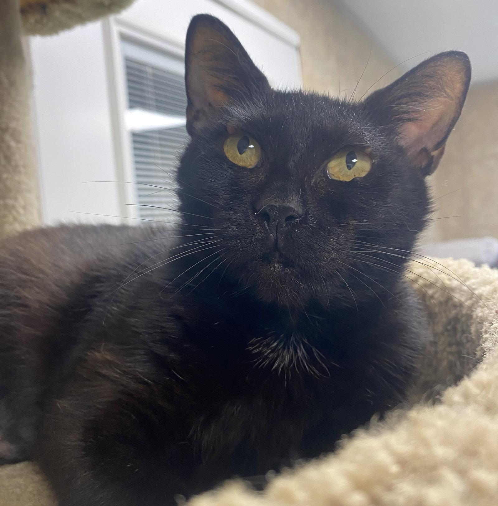 Enlarge Breakfast, a Adopted Domestic Short Hair in Satellite Beach, FL image 2/2