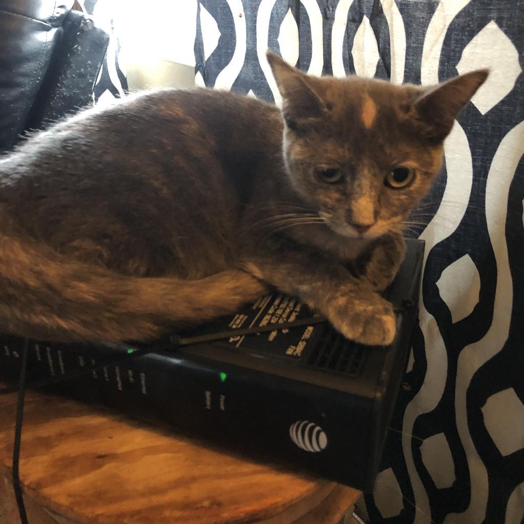 Enlarge Atlas, a Adoptable Domestic Short Hair in Brawley, CA image 1/3