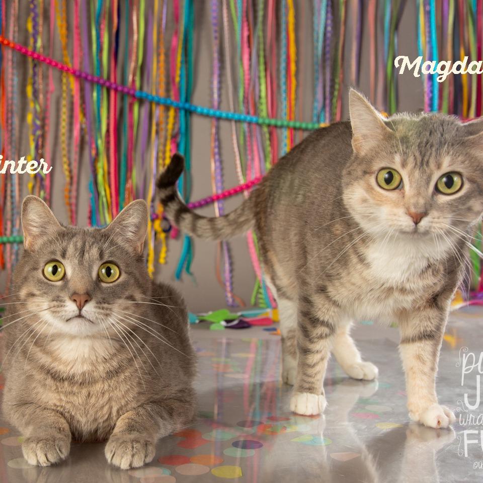 Winter, Adoptable, Adult Female Domestic Short Hair.