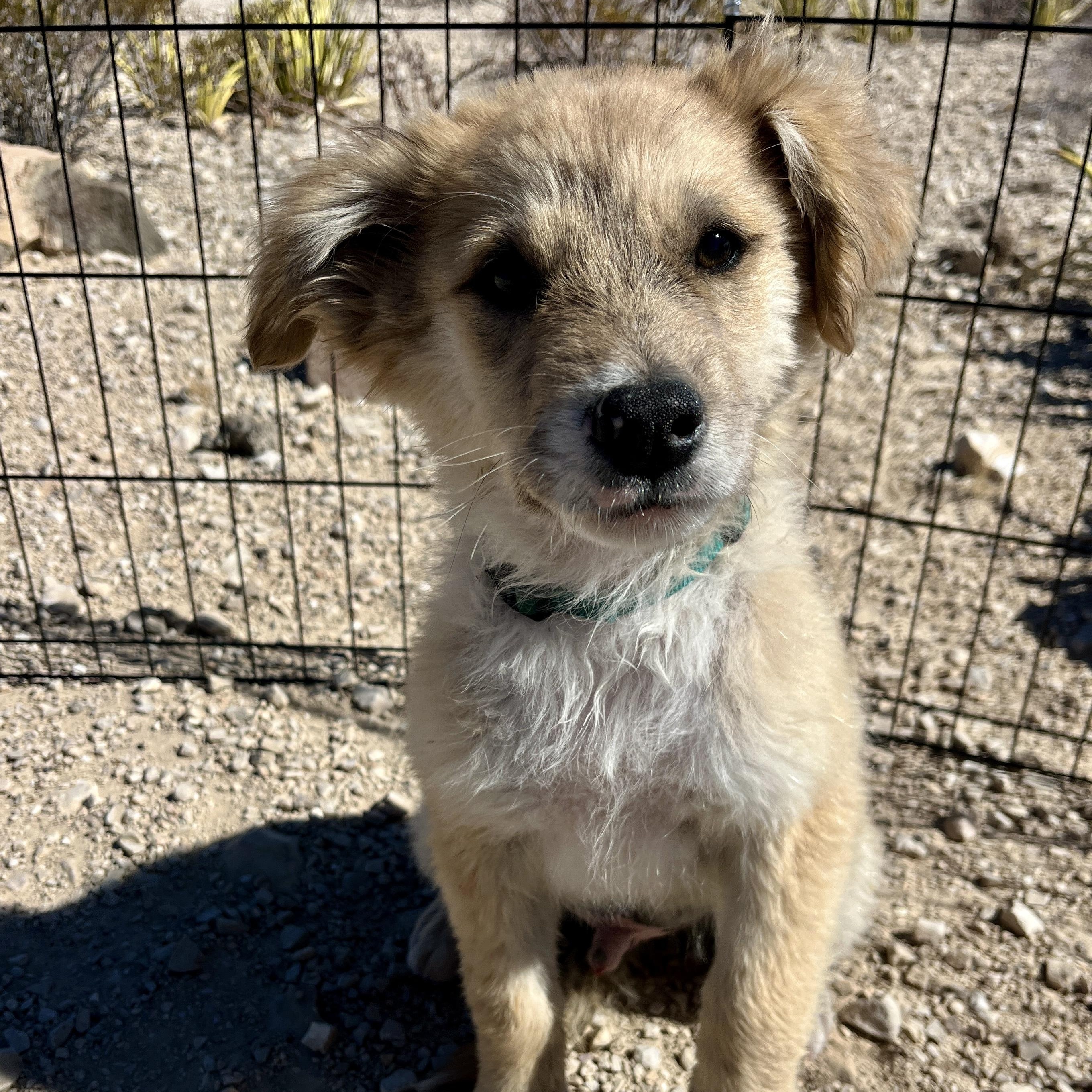 Puffball, a ADOPTABLE mixed breed in Marfa, TX image 2/6