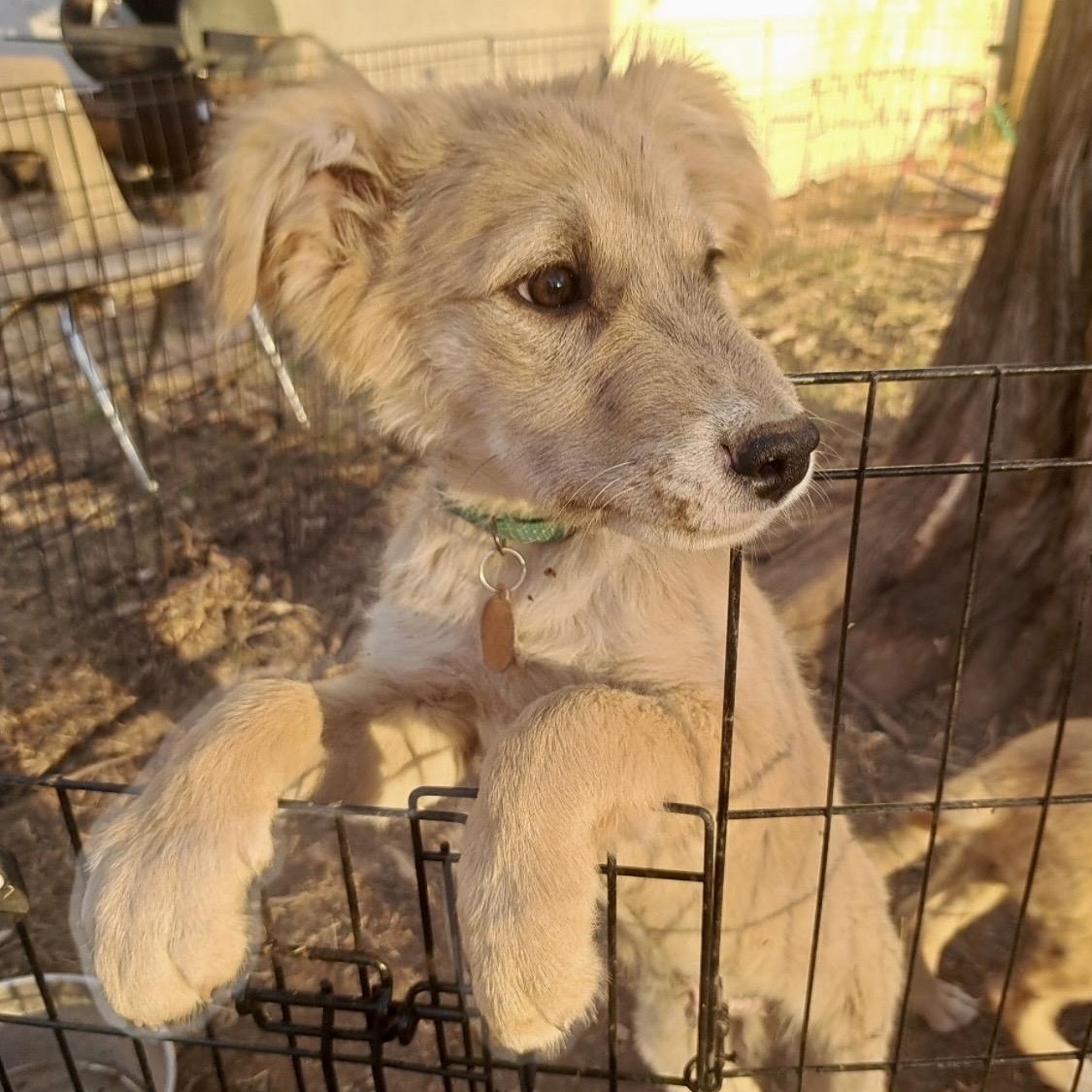 Puffball, ADOPTABLE, Puppy Male Shepherd.