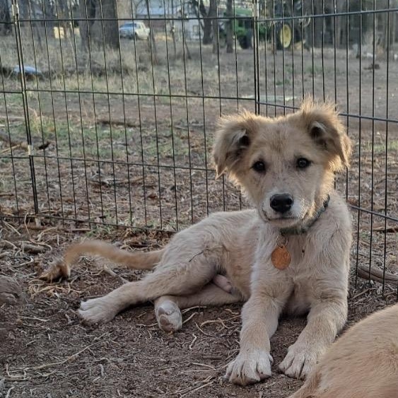 Enlarge Puffball, a ADOPTABLE mixed breed in Marfa, TX image 3/6