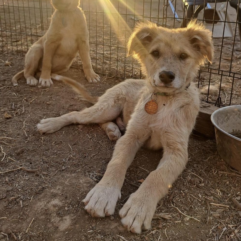 Enlarge Puffball, a ADOPTABLE mixed breed in Marfa, TX image 2/6