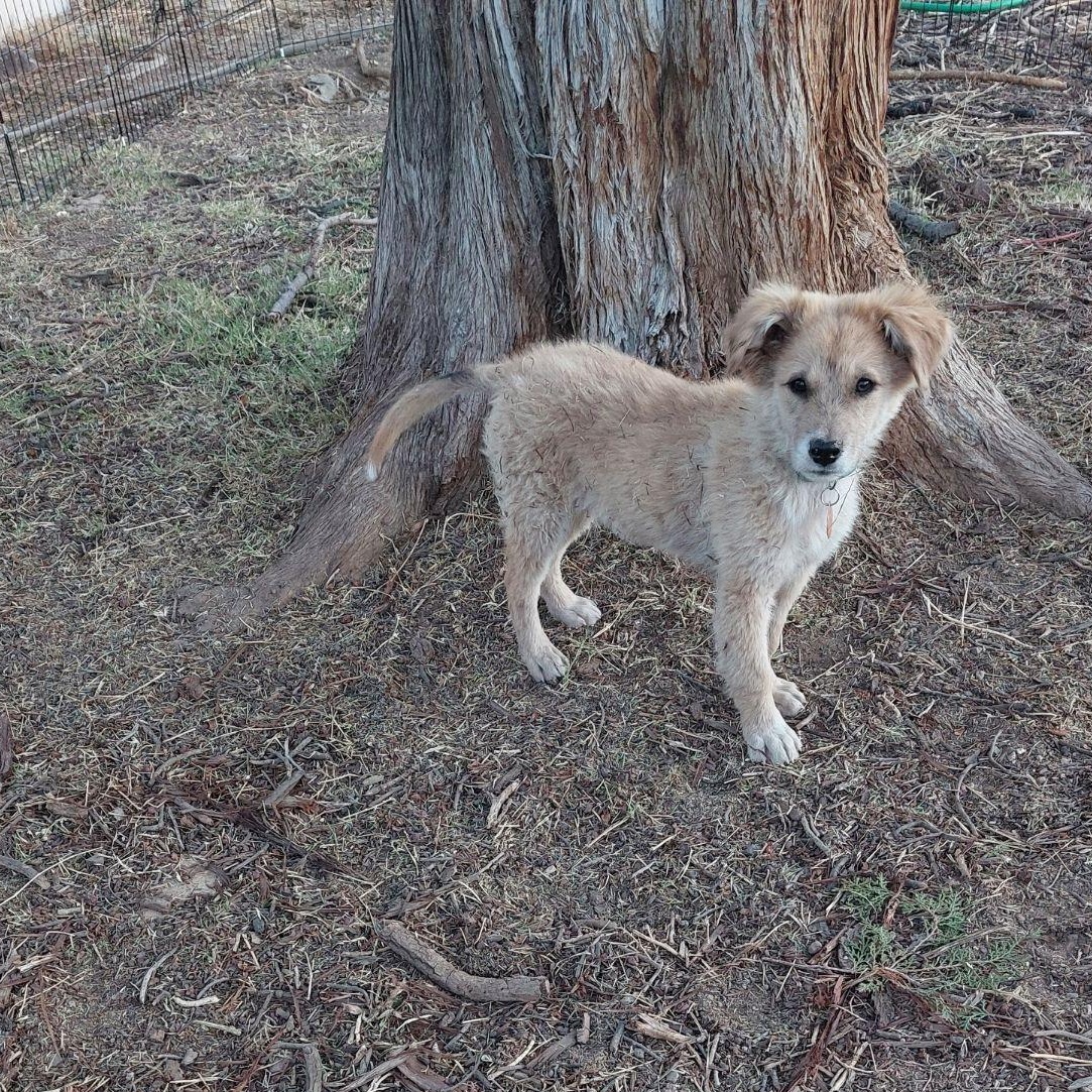 Puffball, a ADOPTABLE mixed breed in Marfa, TX image 6/6