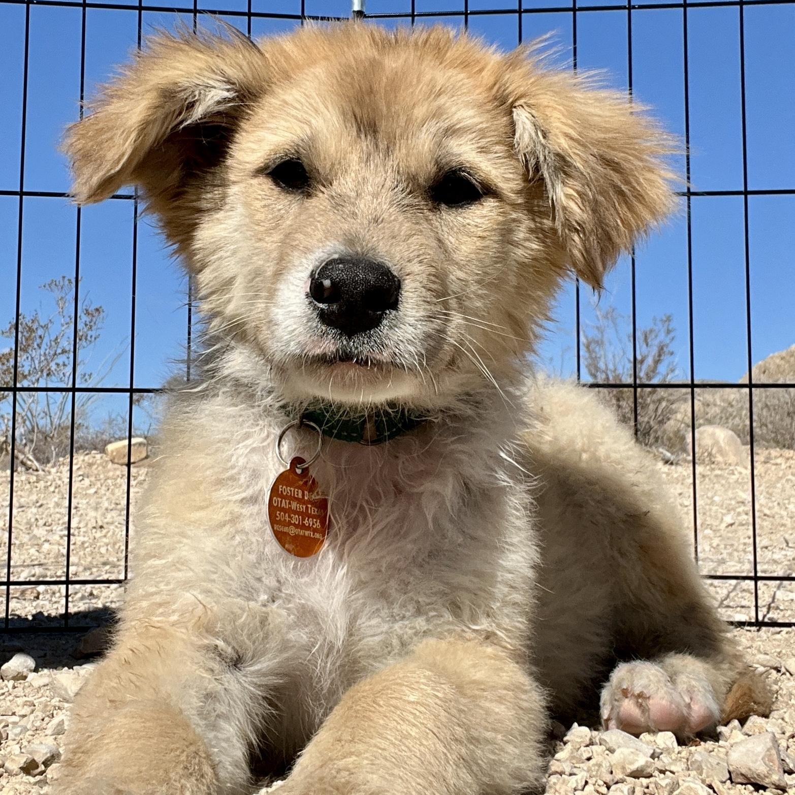 Puffball, a ADOPTABLE mixed breed in Marfa, TX image 1/6