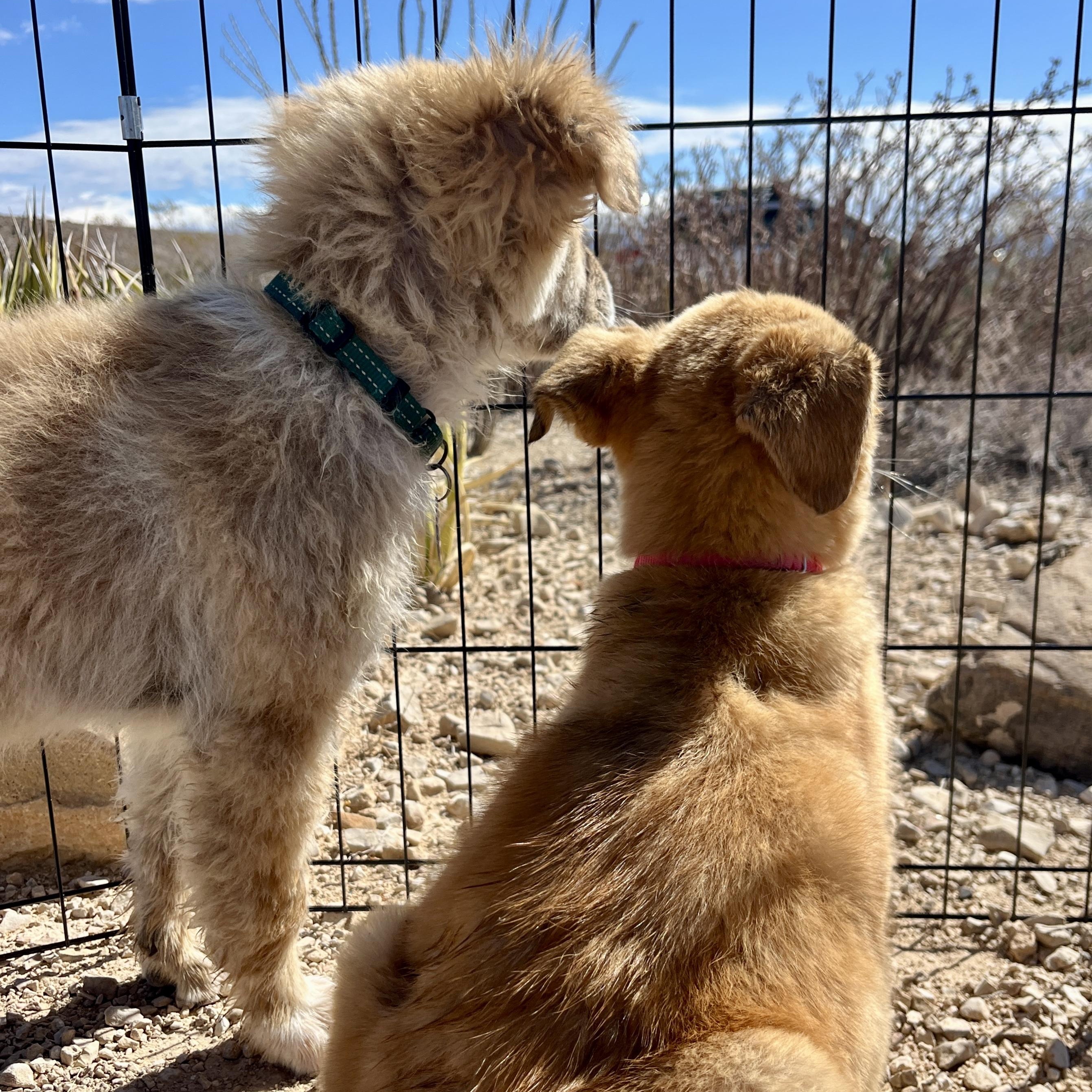 Puffball, a ADOPTABLE mixed breed in Marfa, TX image 3/6