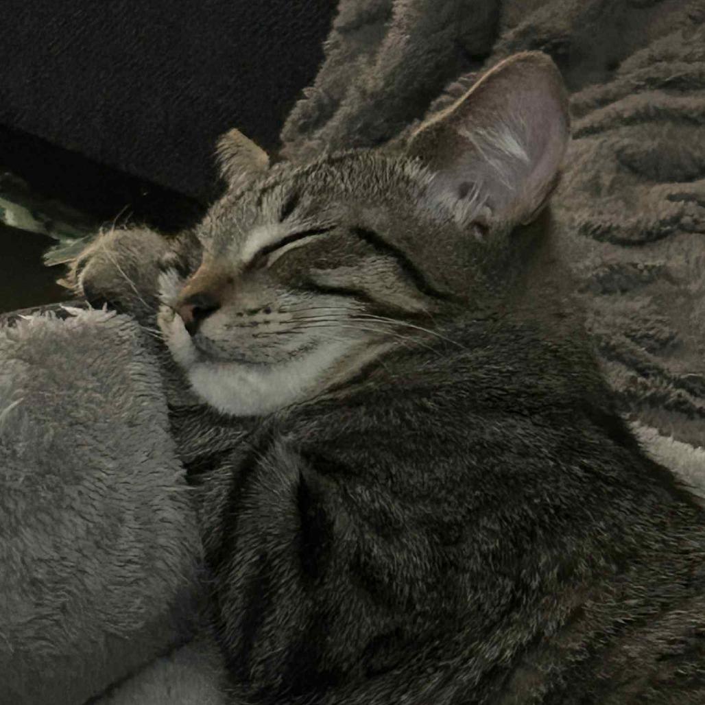 Pumpkin, Adoptable, Kitten Male Domestic Short Hair.