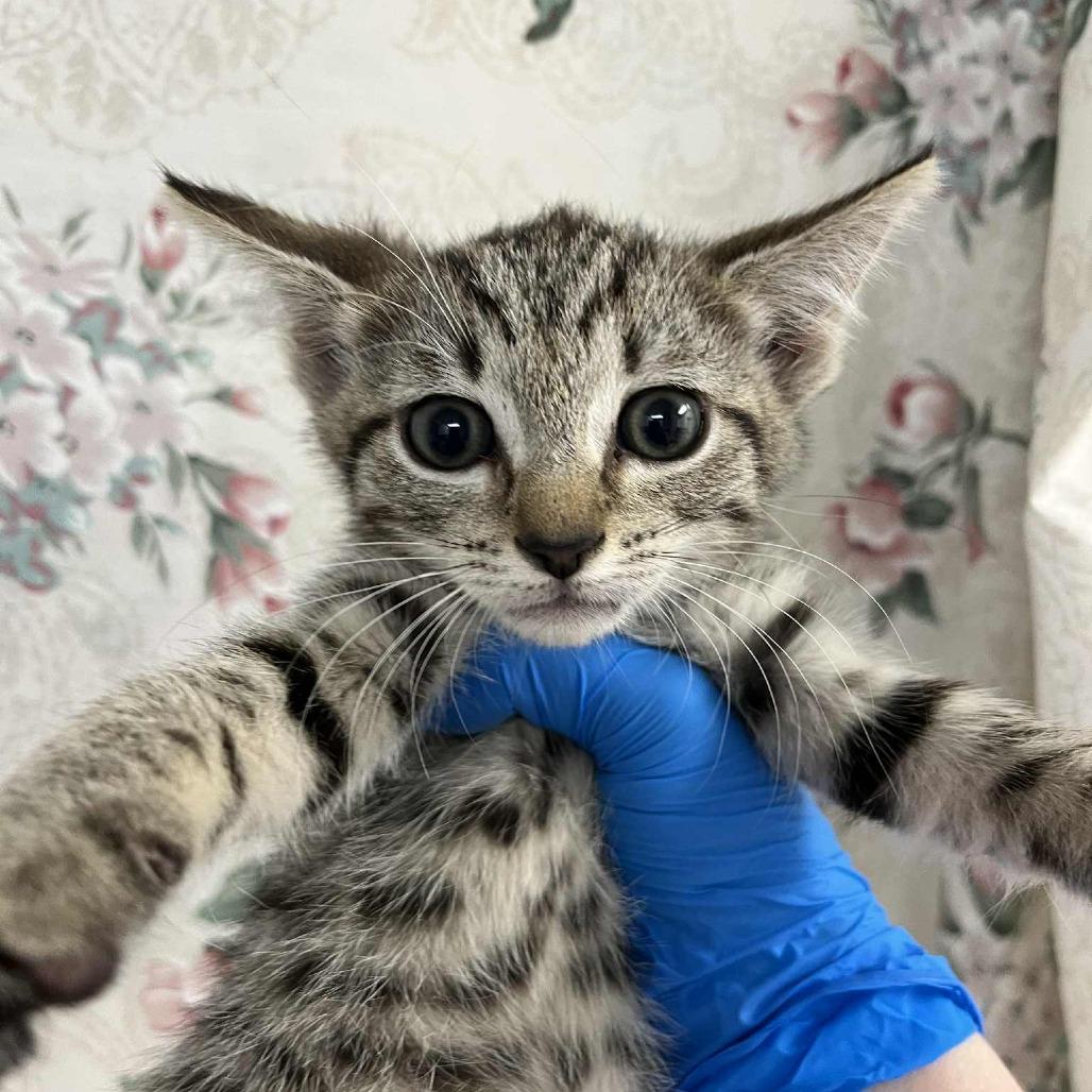 Enlarge Pumpkin, a Adoptable Domestic Short Hair in Harrisonburg, VA image 2/4