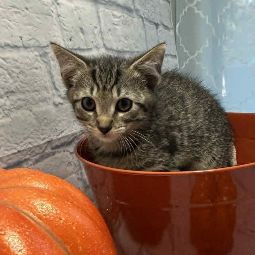 Enlarge Pumpkin, a Adoptable Domestic Short Hair in Harrisonburg, VA image 3/4