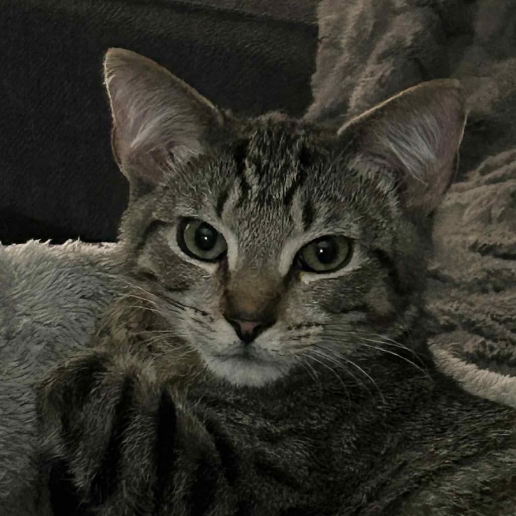 Enlarge Pumpkin, a Adoptable Domestic Short Hair in Harrisonburg, VA image 4/4