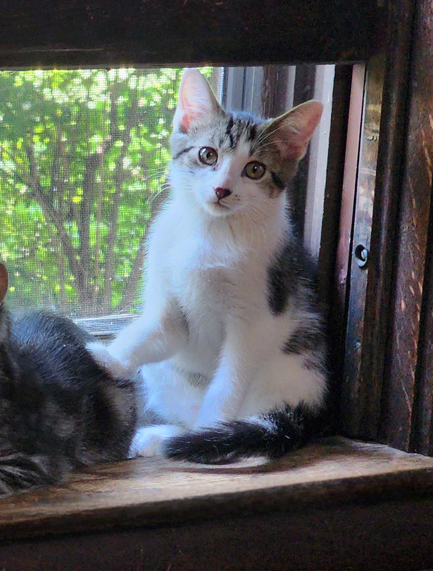 Roger, a Adoptable Domestic Short Hair in Logansport, IN image 3/3