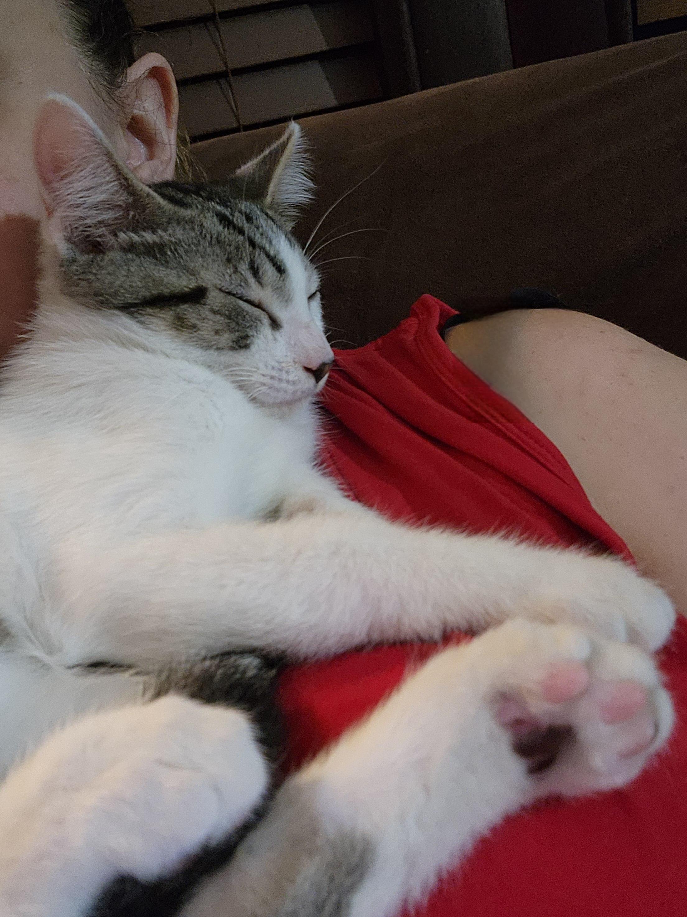 Roger, a Adoptable Domestic Short Hair in Logansport, IN image 2/3