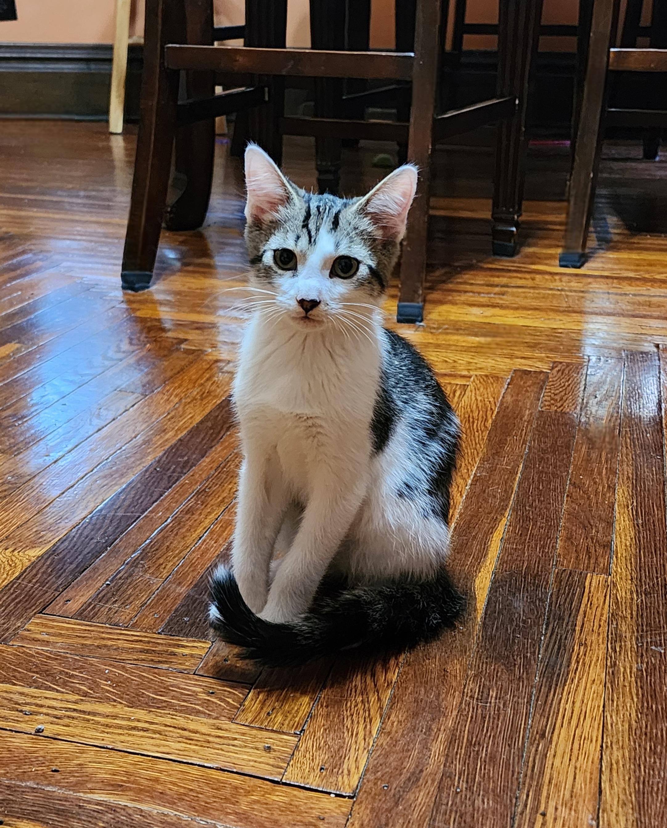 Roger, Adoptable, Kitten Male Domestic Short Hair.