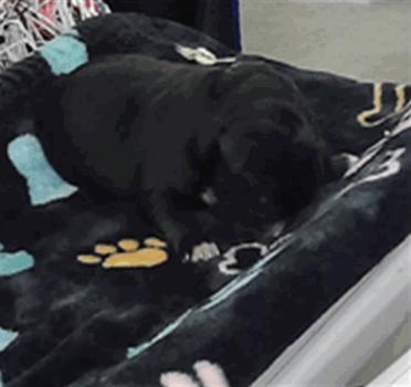 Sirius, ADOPTABLE, Puppy Male Siberian Husky.