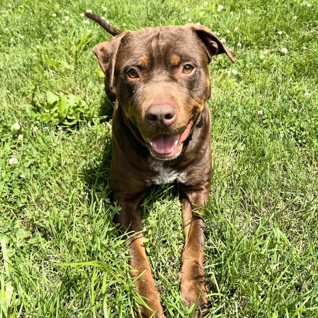 Mark, a Adoptable Mixed Breed in Warrensburg, MO image 1/6