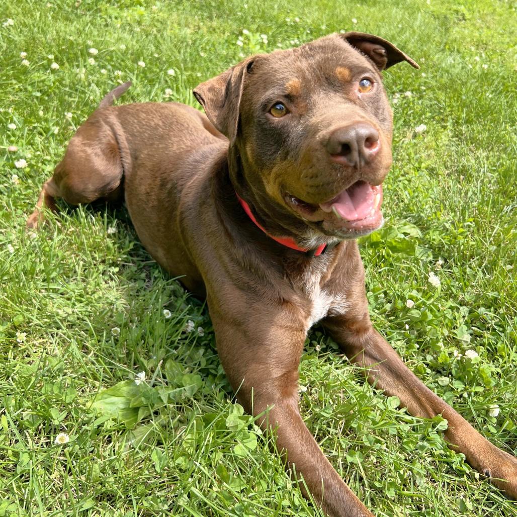 Mark, Adoptable, Adult Male Mixed Breed.