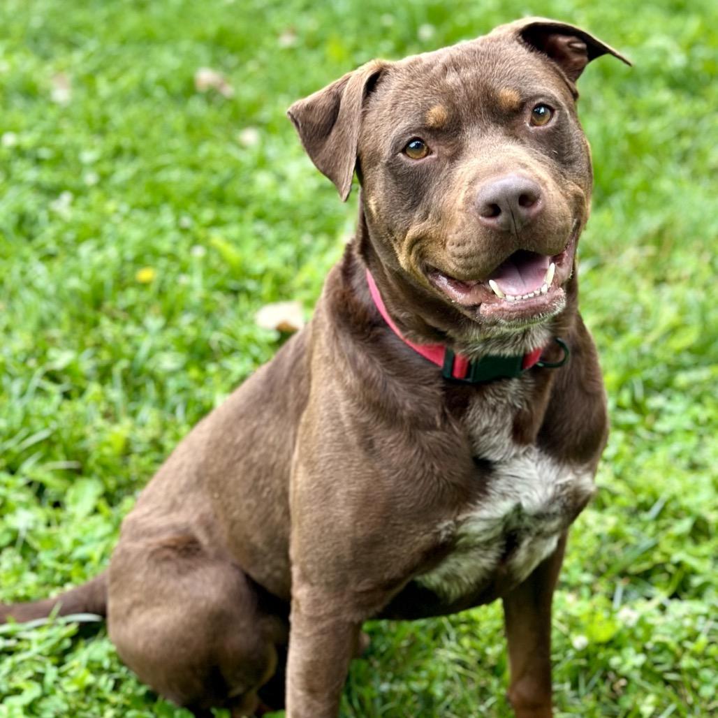 Mark, a Adoptable Mixed Breed in Warrensburg, MO image 2/6