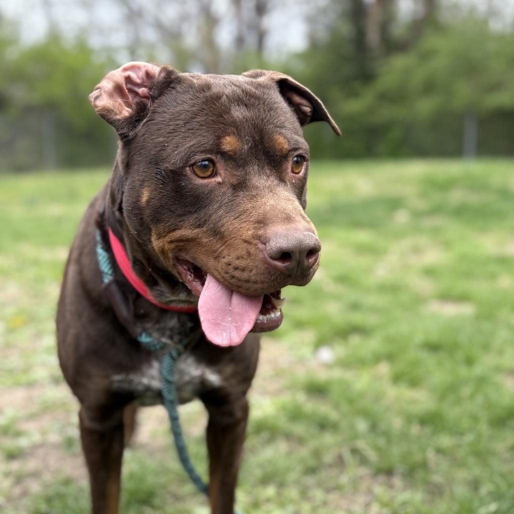 Mark, a Adoptable Mixed Breed in Warrensburg, MO image 3/6