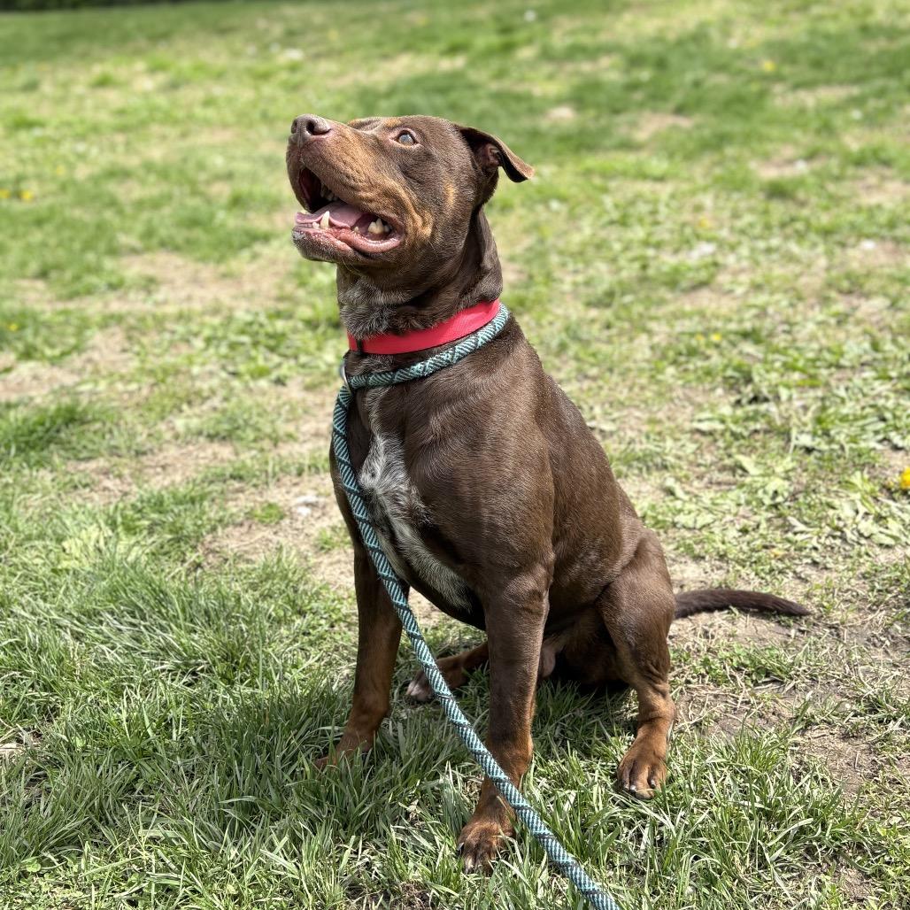 Mark, a Adoptable Mixed Breed in Warrensburg, MO image 4/6