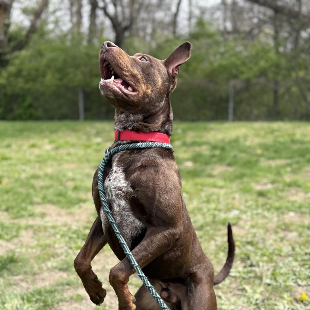 Mark, a Adoptable Mixed Breed in Warrensburg, MO image 5/6