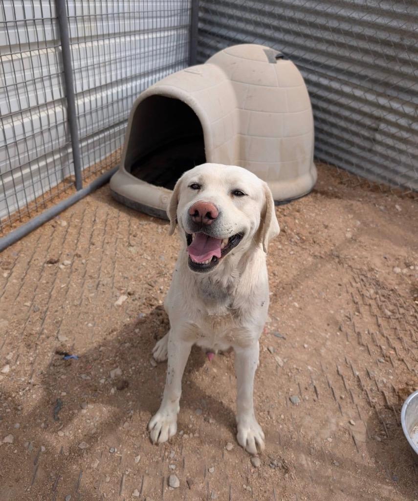 Enlarge Max, a Adoptable Labrador Retriever in Heber City, UT image 1/1
