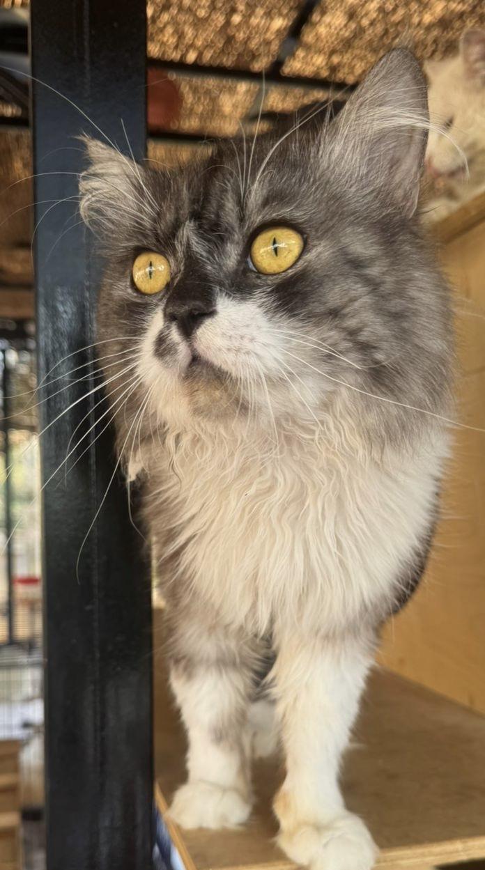 Yanis, an adoptable Himalayan in Brampton, ON, L6P 2E9 | Photo Image 3