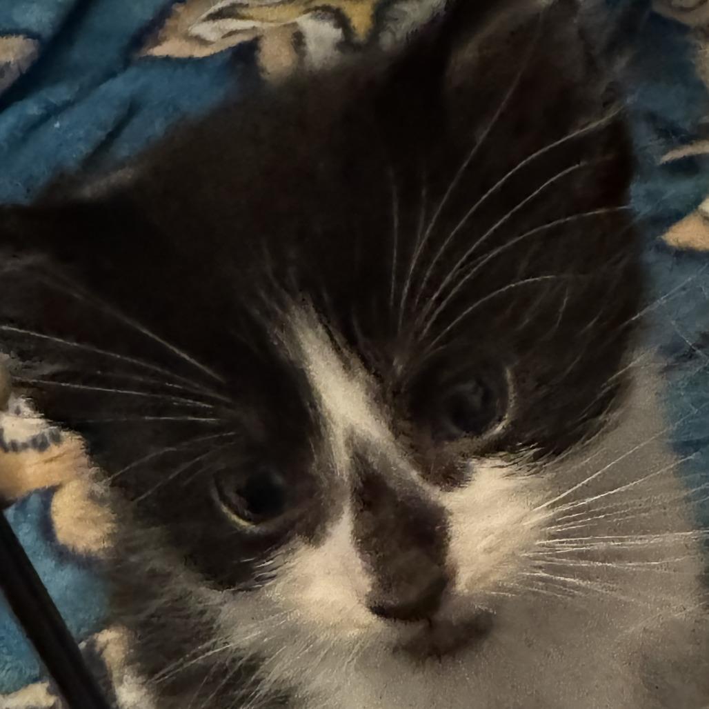 Enlarge Gucci, a Adoptable Domestic Medium Hair in Allyn, WA image 1/4