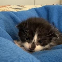 Gucci, a Adoptable Domestic Medium Hair in Allyn, WA image 2/4