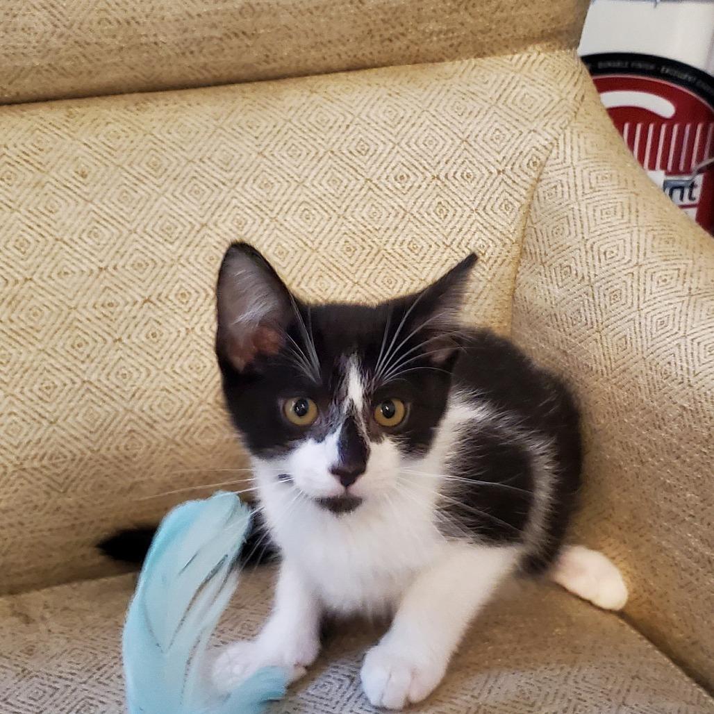 Gucci, a Adoptable Domestic Medium Hair in Allyn, WA image 3/4