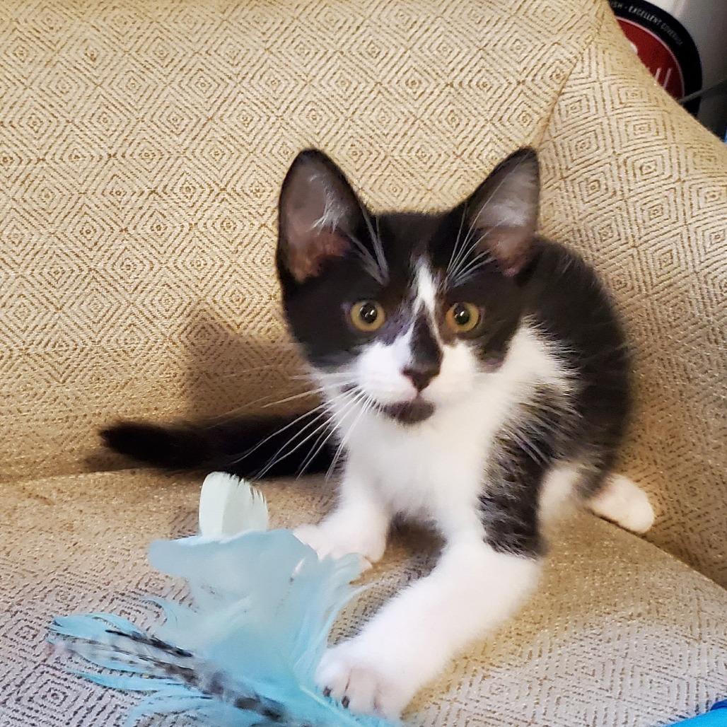 Enlarge Gucci, a Adoptable Domestic Medium Hair in Allyn, WA image 4/4