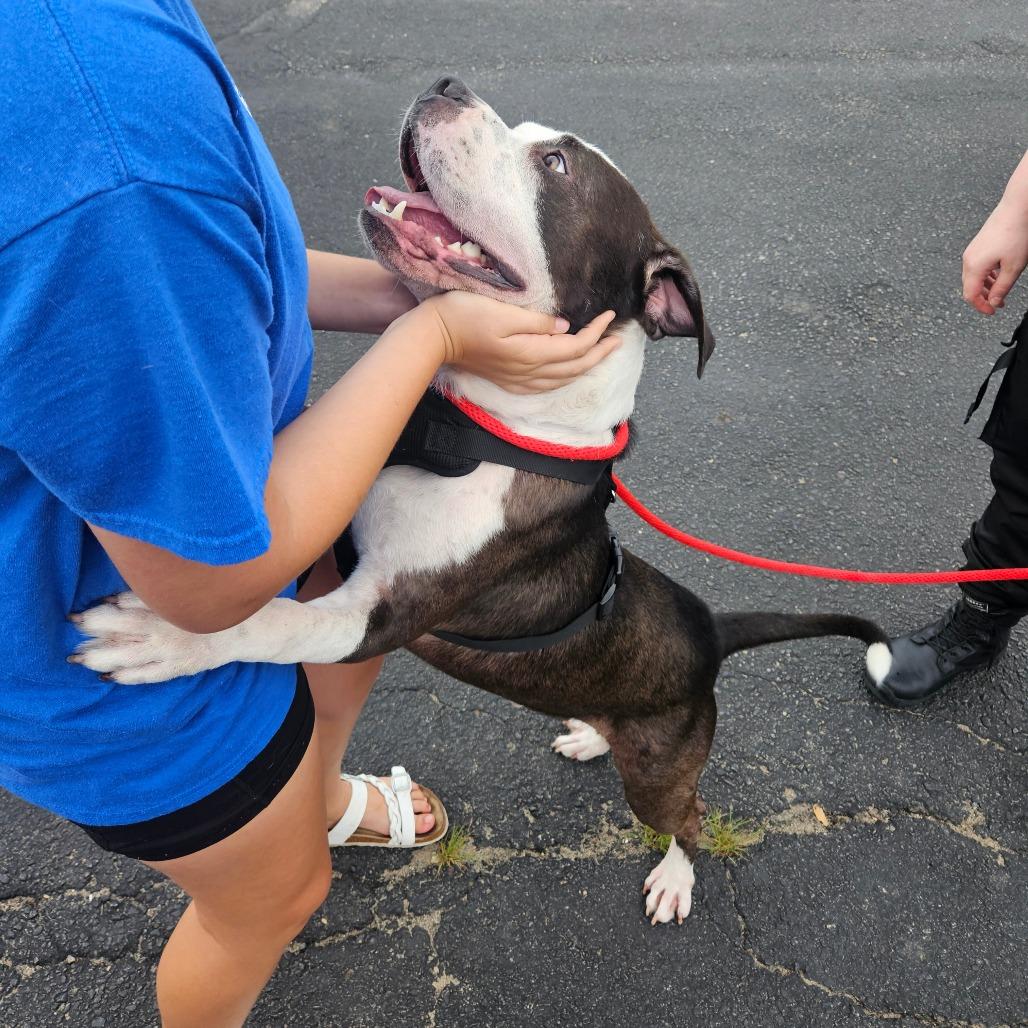 Manny, Adoptable, Adult Male Pit Bull Terrier & Mixed Breed.