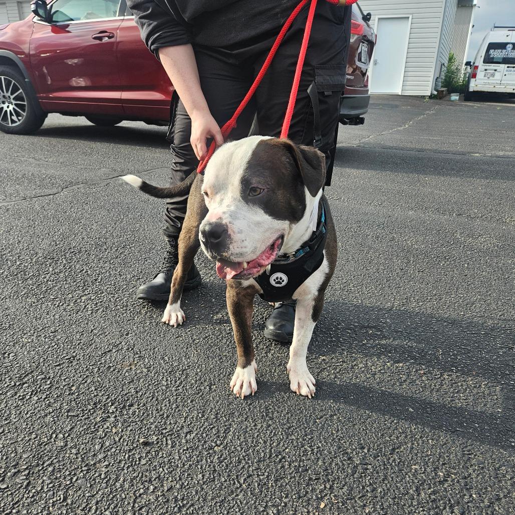 Manny, a Adoptable mixed breed in Tomah, WI image 2/4