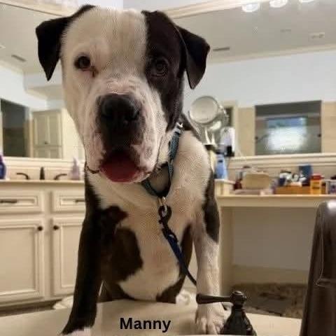 Manny, a Adoptable mixed breed in Tomah, WI image 4/4