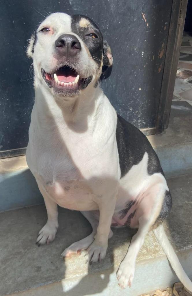 Nova