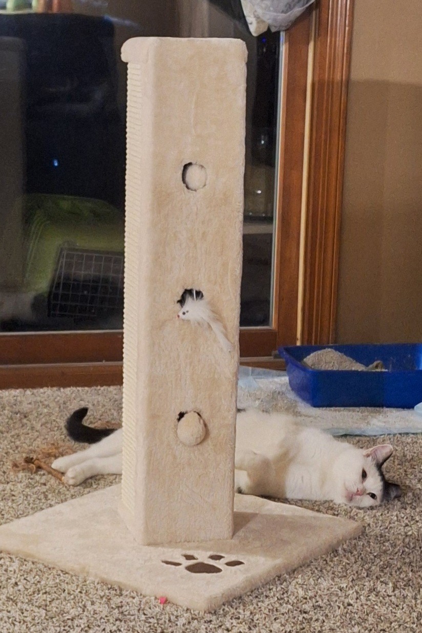 Moe, a Adoptable mixed breed in Dyer, IN image 2/3