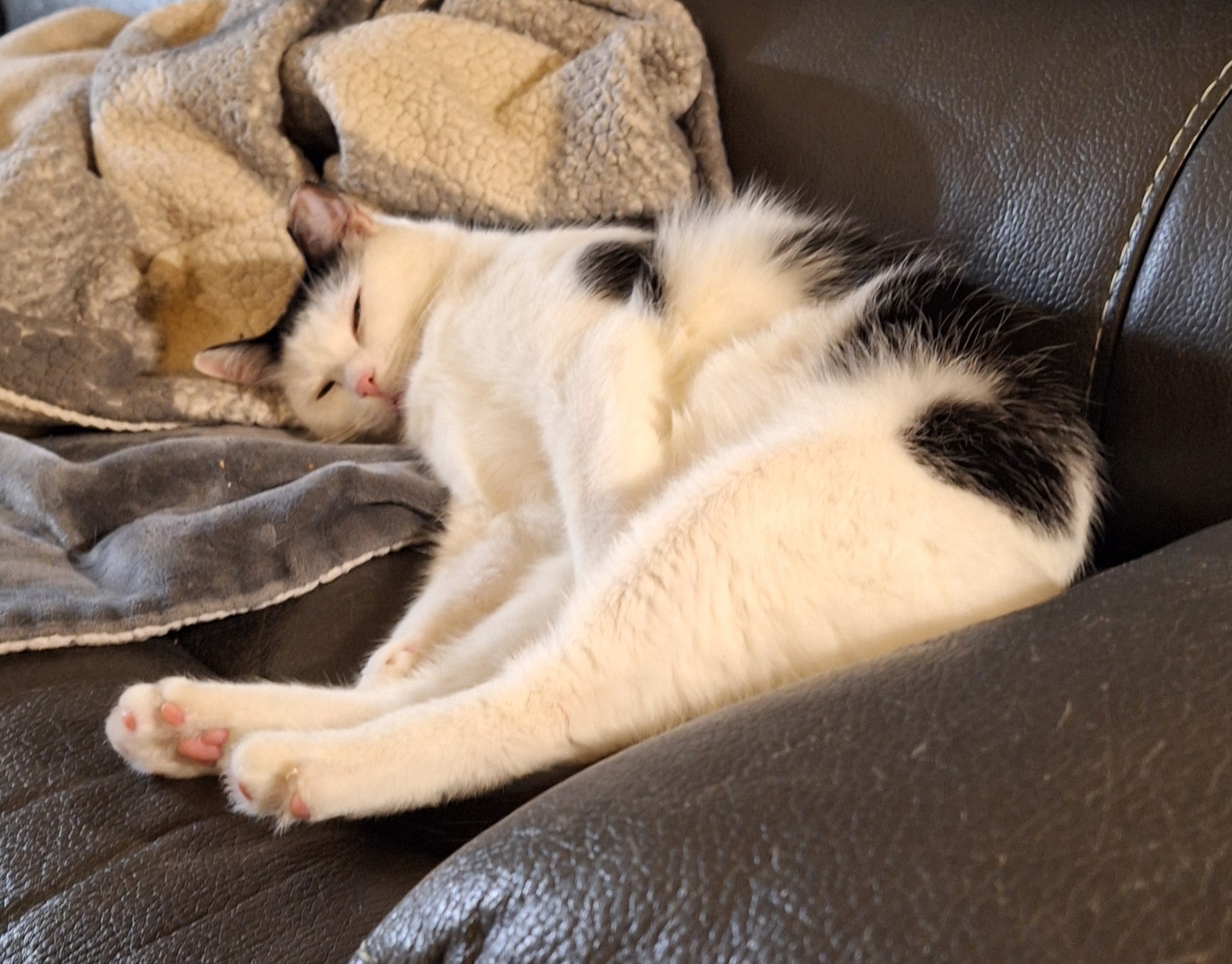 Moe, Adoptable, Young Male Domestic Short Hair.