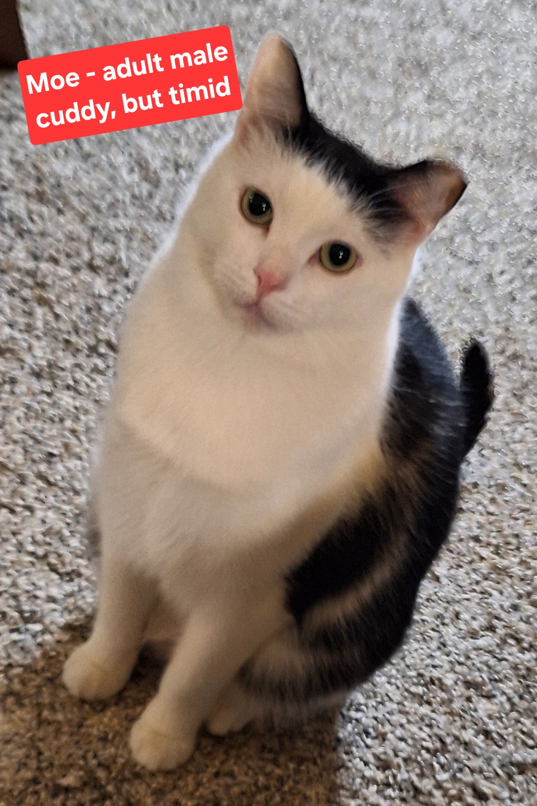 Moe, a Adoptable mixed breed in Dyer, IN image 3/3