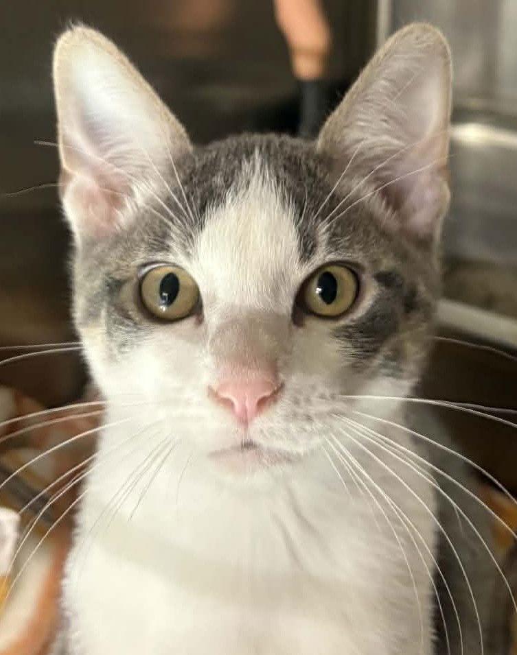 Enlarge Stride, a Adopted Domestic Short Hair in Dalzell, IL image 1/2