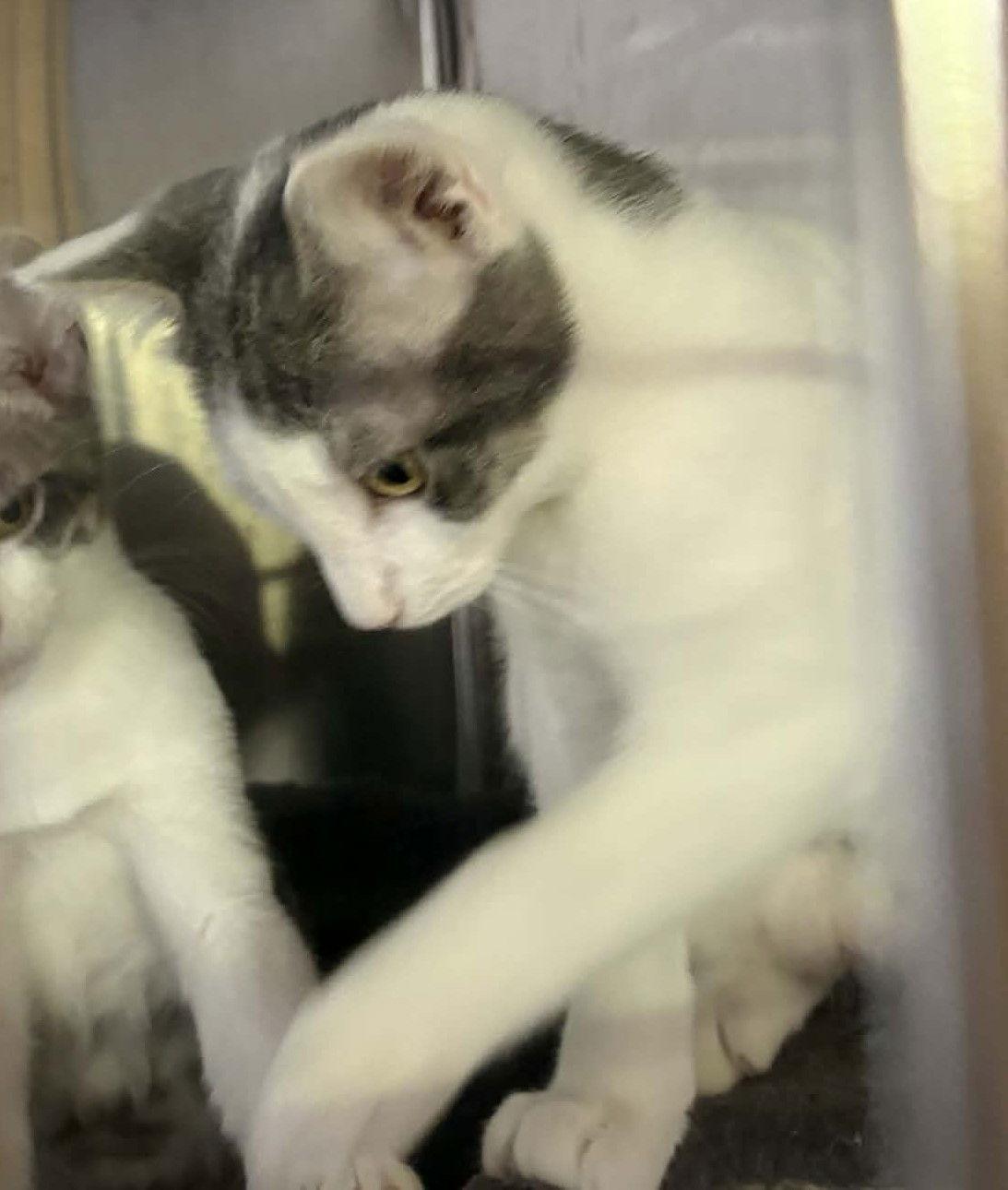 Enlarge Stride, a Adopted Domestic Short Hair in Dalzell, IL image 2/2