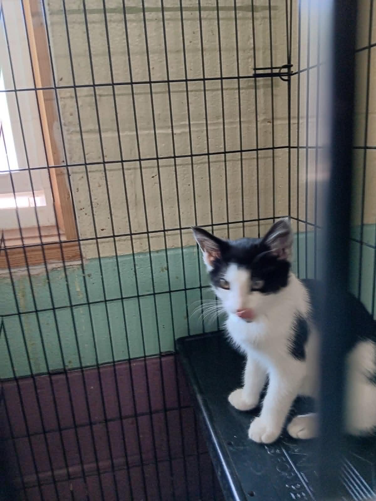 Beatrice, ADOPTABLE, Kitten Female Domestic Medium Hair.