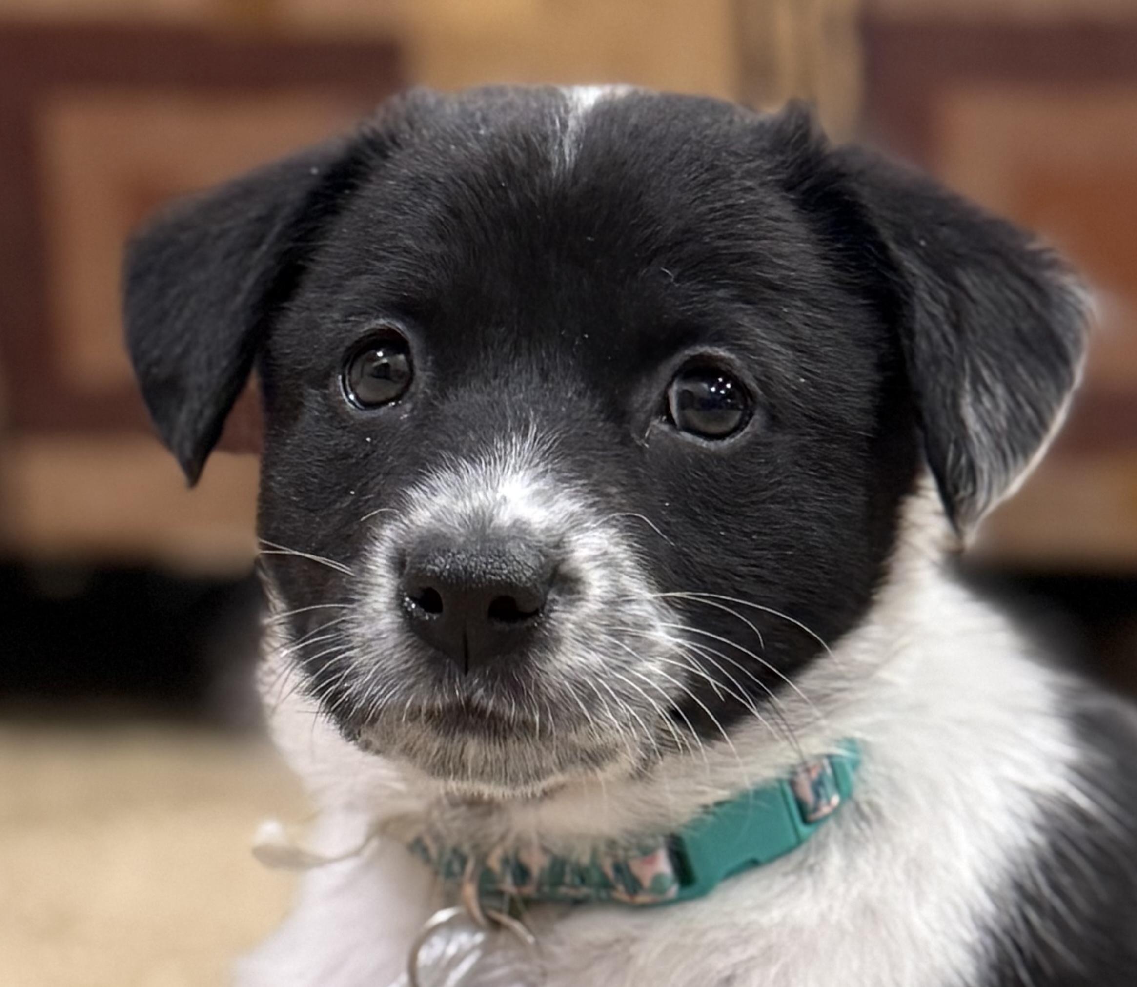 Emily, ADOPTABLE, Puppy Female Spaniel & Mixed Breed.
