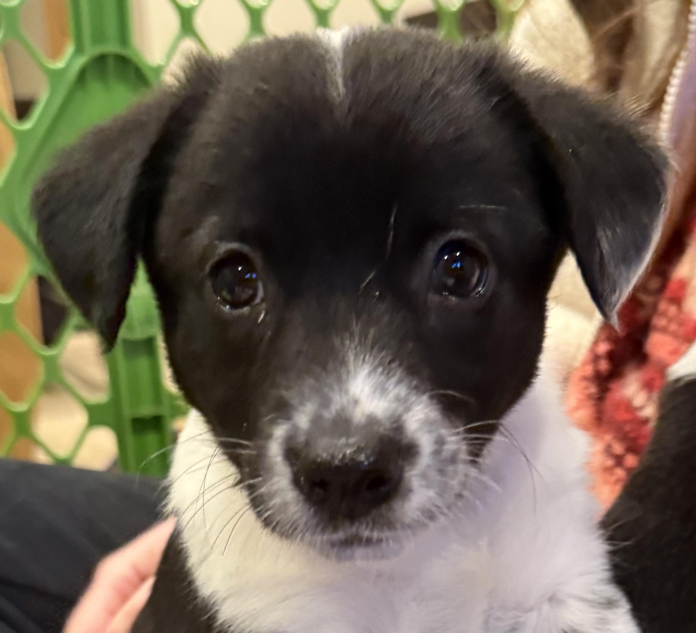 Enlarge Emily, a ADOPTABLE mixed breed in Minneapolis, MN image 2/5