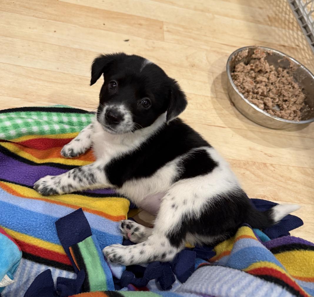 Enlarge Emily, a ADOPTABLE mixed breed in Minneapolis, MN image 3/5