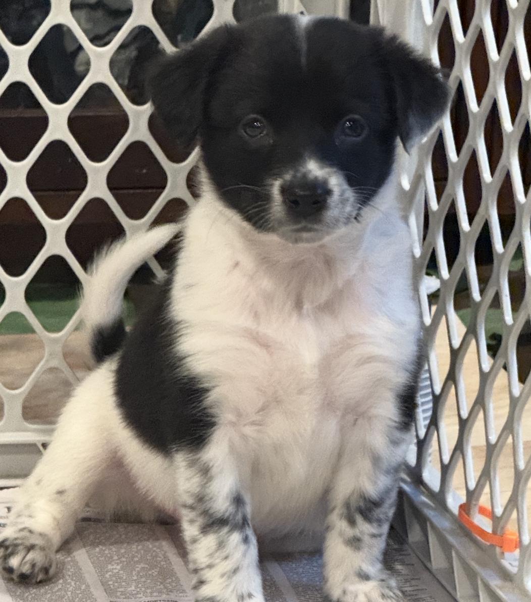 Enlarge Emily, a ADOPTABLE mixed breed in Minneapolis, MN image 4/5