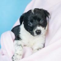 Enlarge Emily, a ADOPTABLE mixed breed in Minneapolis, MN image 5/5