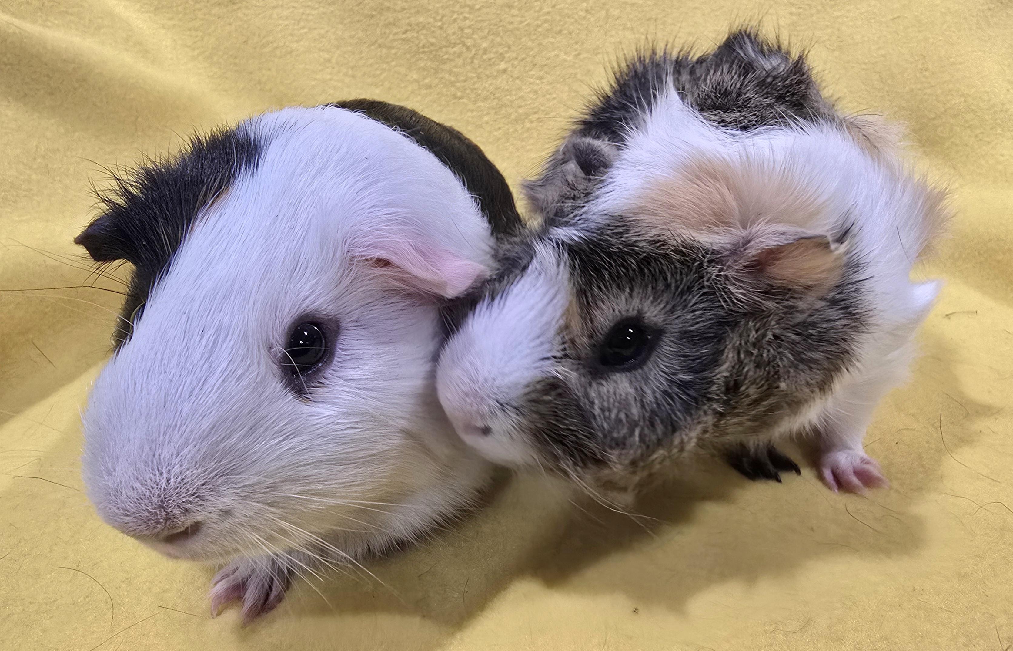 Enlarge Beau and Max, a Adoptable Guinea Pig in New Kensington, PA image 2/3