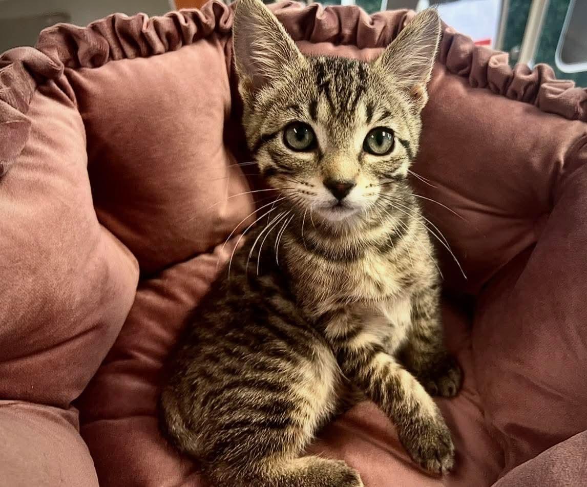 Enlarge Elle, a Adopted Domestic Short Hair in Gettysburg, PA image 1/1